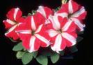 <b>petunia</b>