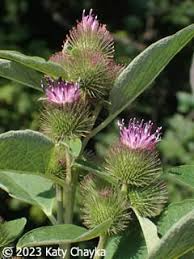 Attēlu rezultāti vaicājumam “Microrrhinum minus flower”