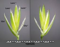 Attēlu rezultāti vaicājumam “Dactylis polygama”