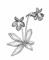 Attēlu rezultāti vaicājumam “Pinguicula vulgaris fruit”