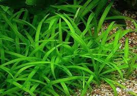 「水蘭」的圖片搜尋結果