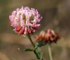 Attēlu rezultāti vaicājumam “Trifolium hybridum flower”
