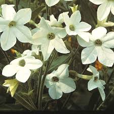 Image result for Nicotiana x sanderae