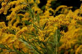 Attēlu rezultāti vaicājumam “Solidago canadensis flower”