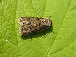 Attēlu rezultāti vaicājumam “Agrotis vestigialis”