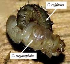 Attēlu rezultāti vaicājumam “Acronicta megacephala larva”