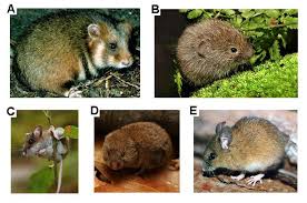 Attēlu rezultāti vaicājumam “Cricetidae”