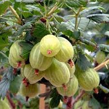 Attēlu rezultāti vaicājumam “Ribes uva-crispa fruit”