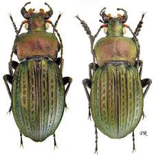 Attēlu rezultāti vaicājumam “Carabus cancellatus”