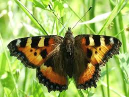 Attēlu rezultāti vaicājumam “Aglais urticae”