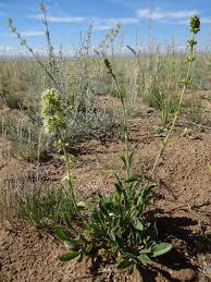 Attēlu rezultāti vaicājumam “Silene borysthenica”