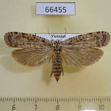 Attēlu rezultāti vaicājumam “Depressariidae”