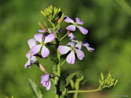 Attēlu rezultāti vaicājumam “Raphanus sativus”