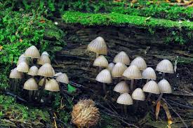 Attēlu rezultāti vaicājumam “Mycena stipata”