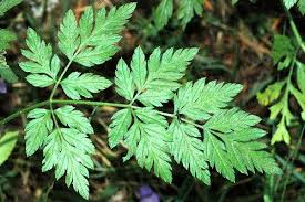 Attēlu rezultāti vaicājumam “Torilis japonica fruit”