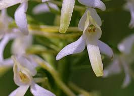 Attēlu rezultāti vaicājumam “Platanthera bifolia leaf”