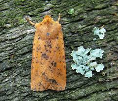 Attēlu rezultāti vaicājumam “Conistra rubiginea”