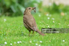 Attēlu rezultāti vaicājumam “Turdus philomelos”