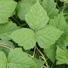 Attēlu rezultāti vaicājumam “Rubus caesius”