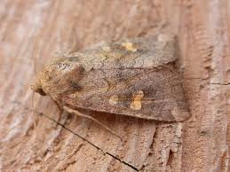 Attēlu rezultāti vaicājumam “Amphipoea”