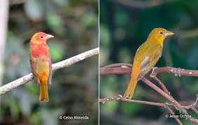 Image result for Piranga rubra