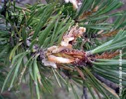 Attēlu rezultāti vaicājumam “Retinia resinella”