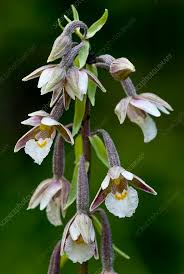Attēlu rezultāti vaicājumam “Epipactis palustris”