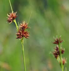 Attēlu rezultāti vaicājumam “Rhynchospora alba leaf”