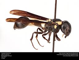 Attēlu rezultāti vaicājumam “Vespidae”