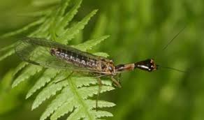 Attēlu rezultāti vaicājumam “Insecta”