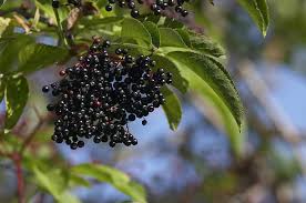 Attēlu rezultāti vaicājumam “Sambucus nigra fruit”