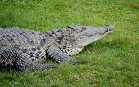 Image result for Crocodylus acutus