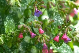 Image result for Pulmonaria officinalis