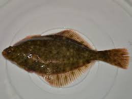 Image result for Platichthys flesus