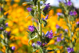 Attēlu rezultāti vaicājumam “Echium vulgare flower”