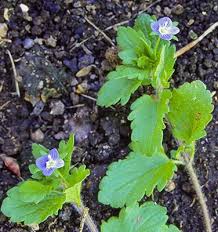 Attēlu rezultāti vaicājumam “Veronica persica flower”
