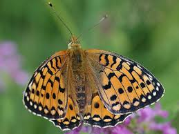 Attēlu rezultāti vaicājumam “Argynnis aglaja upperside”