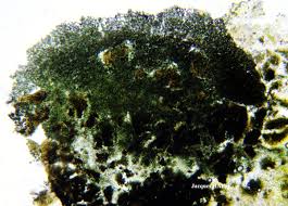 Attēlu rezultāti vaicājumam “Calicium viride”