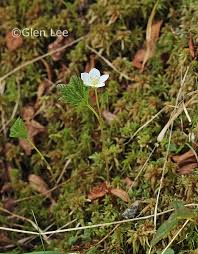 Attēlu rezultāti vaicājumam “Rubus chamaemorus flower”
