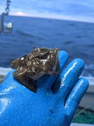 Image result for Lophius americanus