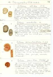 Attēlu rezultāti vaicājumam “Silene wolgensis”