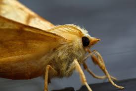 Attēlu rezultāti vaicājumam “Ennomos erosaria”