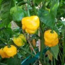 Afbeeldingsresultaat voor 7 pot hot pepper