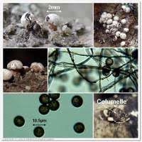 Attēlu rezultāti vaicājumam “Diderma umbilicatum stalked”