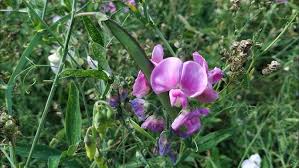 Attēlu rezultāti vaicājumam “Lathyrus latifolius fruit”