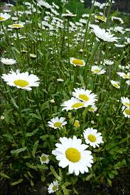 Image result for Chrysanthemum leucanthemum