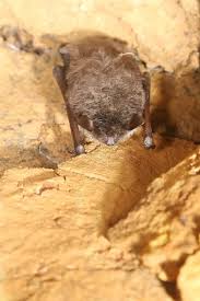 Attēlu rezultāti vaicājumam “Myotis dasycneme”