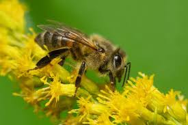 Attēlu rezultāti vaicājumam “Apis mellifera”