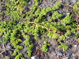 Attēlu rezultāti vaicājumam “Herniaria glabra”