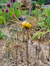 Attēlu rezultāti vaicājumam “Allium holandicum bud”